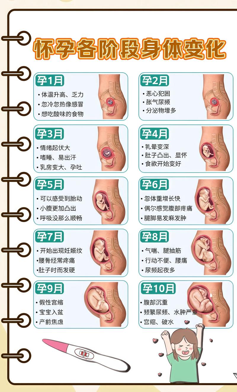 揭秘供卵代孕妈妈怀孕小腹分两节，孕期变化的奥秘银川代生机构: